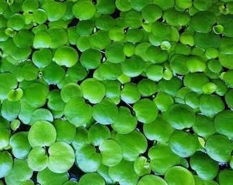 Premium Photo | Limnobium Laevigatum Amazon Frogbit Round Floating Leaves Wi Aqua Plant Isolated White Bg 655090 678434