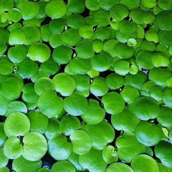 BUY2GET2REE!! 5*Star QUALITY Amazon Frogbit + LIVE Guarantee (No Duckweed) aquarium pond aquatic floating plant Limnobium laevigatum