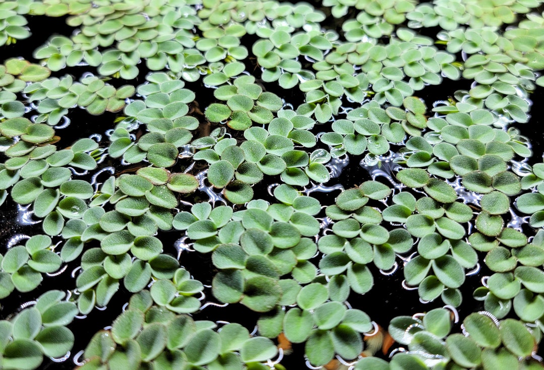 A Guide To Floating Aquarium Plants: Benefits And Care