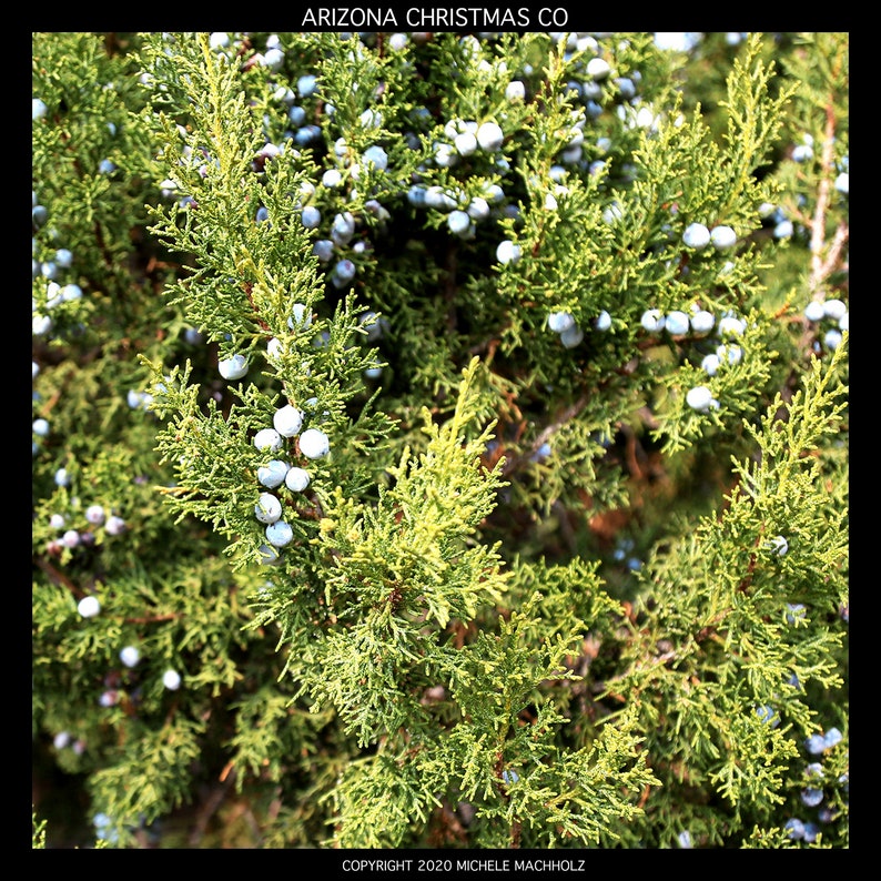 ARIZONA FRESH JUNIPER winter foliage juniper berries wreath Etsy