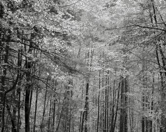 Black and White Forest Photography Print, Trees (Digital Download)