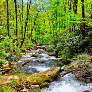 Op de afbeelding: Een snelstromende beek stroomt door een weelderig groen bos. Het water is helder en sprankelend, en de bomen staan vol met levendig gebladerte. De beek is omgeven door rotsen en mos, wat een natuurlijke en serene scène creëert.