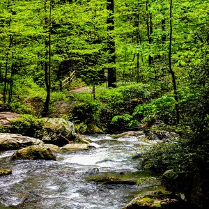 Anna Ruby Falls Vattenfall Digitalt Tryck, Vattenfall Tryck, Naturposter, Minimalistisk Konst, Resetryck, Digital Nedladdning, Skogstryck