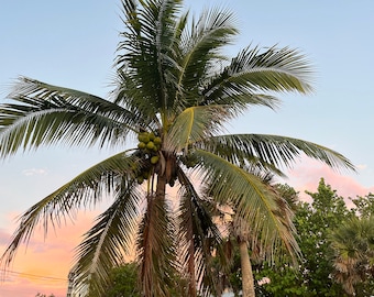 Sunset Palm Tree Art Print, Florida Beach House Decor (Digital Download)