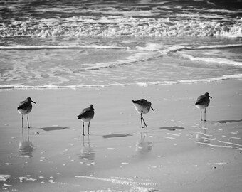 Black and White Seagull Photography, Coastal Wall Art (Digital Print)