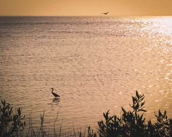 Sonnenuntergang Egret Strand Foto, Florida Küstenwand Kunst (Digitaler Download)
