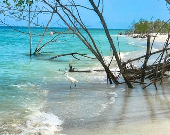 Florida Beach Reiher Druck, Küstenvogel Fotografie (Digitaler Download)