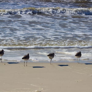 Möwe Kunst Digitaldruck, Strand Vogel, Strand Haus Dekor, Möwe Ozean Wildlife Poster, Ozean Home Decor, Florida Wildlife, Möwen Kunst