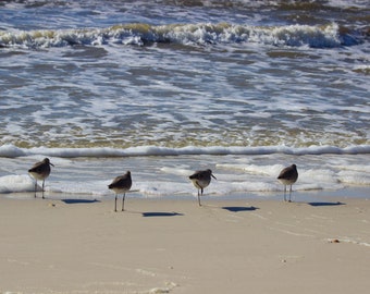 Seagull Beach Print, Florida Wildlife, Ocean Home Decor (Digital Download)