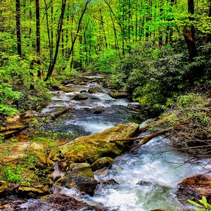 Könnte beinhalten: Ein klarer, rauschender Bach fließt durch einen üppigen grünen Wald. Das Wasser ist von Felsen und Bäumen umgeben, was eine friedliche und ruhige Szene erzeugt.