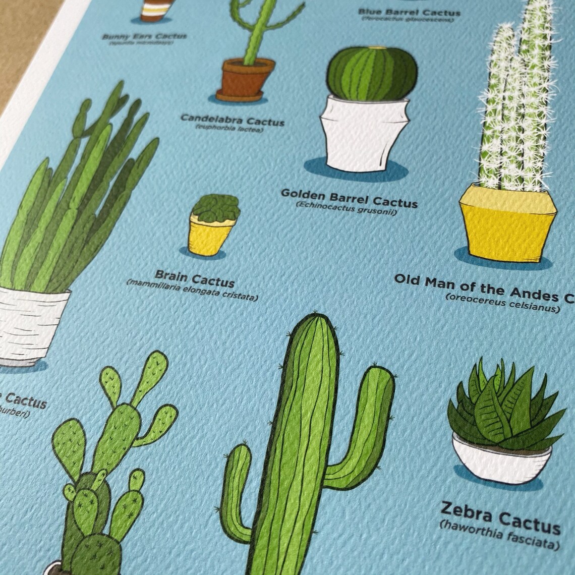 Cactus Species Chart 8x10 Art Print | Etsy