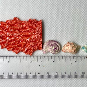 Puede incluir: Primer plano de un arrecife de coral rojo con cuatro conchas de diferentes colores y tama&ntilde;os. Las conchas est&aacute;n alineadas en una regla con marcas en pulgadas y mil&iacute;metros.