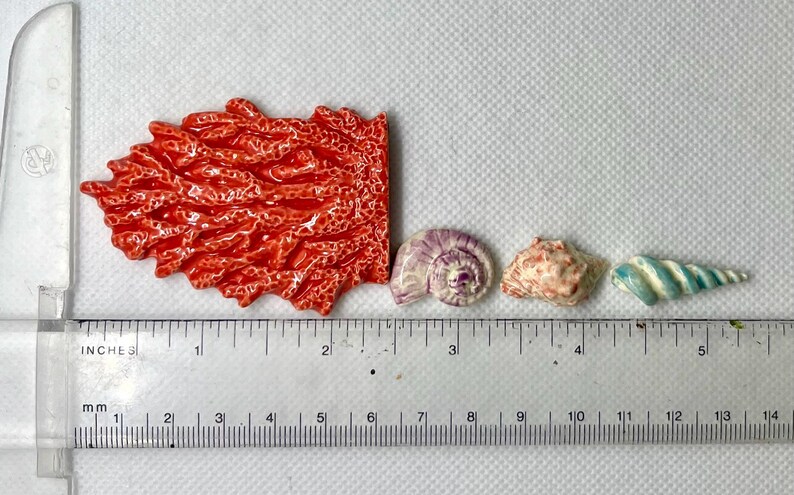 Puede incluir: Primer plano de un arrecife de coral rojo con cuatro conchas de diferentes colores y tama&ntilde;os. Las conchas est&aacute;n alineadas en una regla con marcas en pulgadas y mil&iacute;metros.