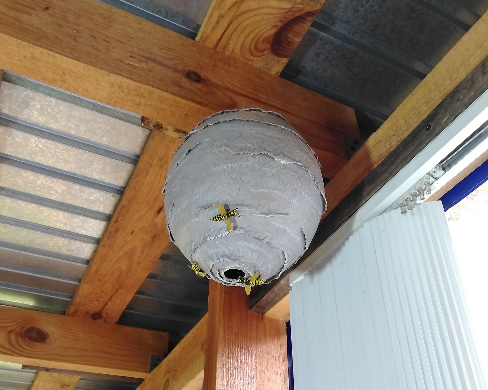 Wasp nest. Fake wasp nest. Papier mache. Pest control. Etsy