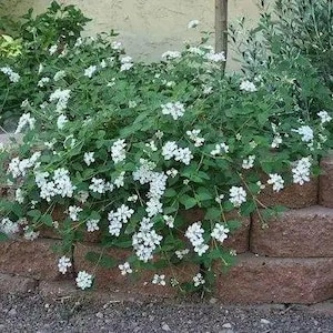 TRAILING WHITE LANTANA