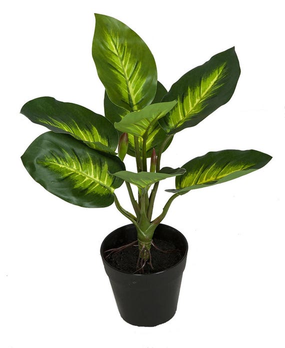 Artificial Dieffenbachia Plant
