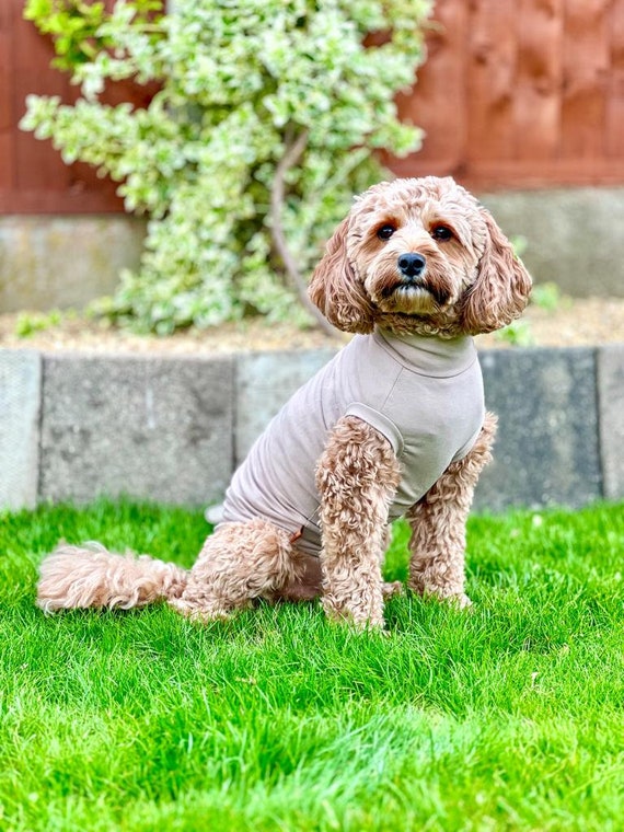 Dog allergy shirt discount