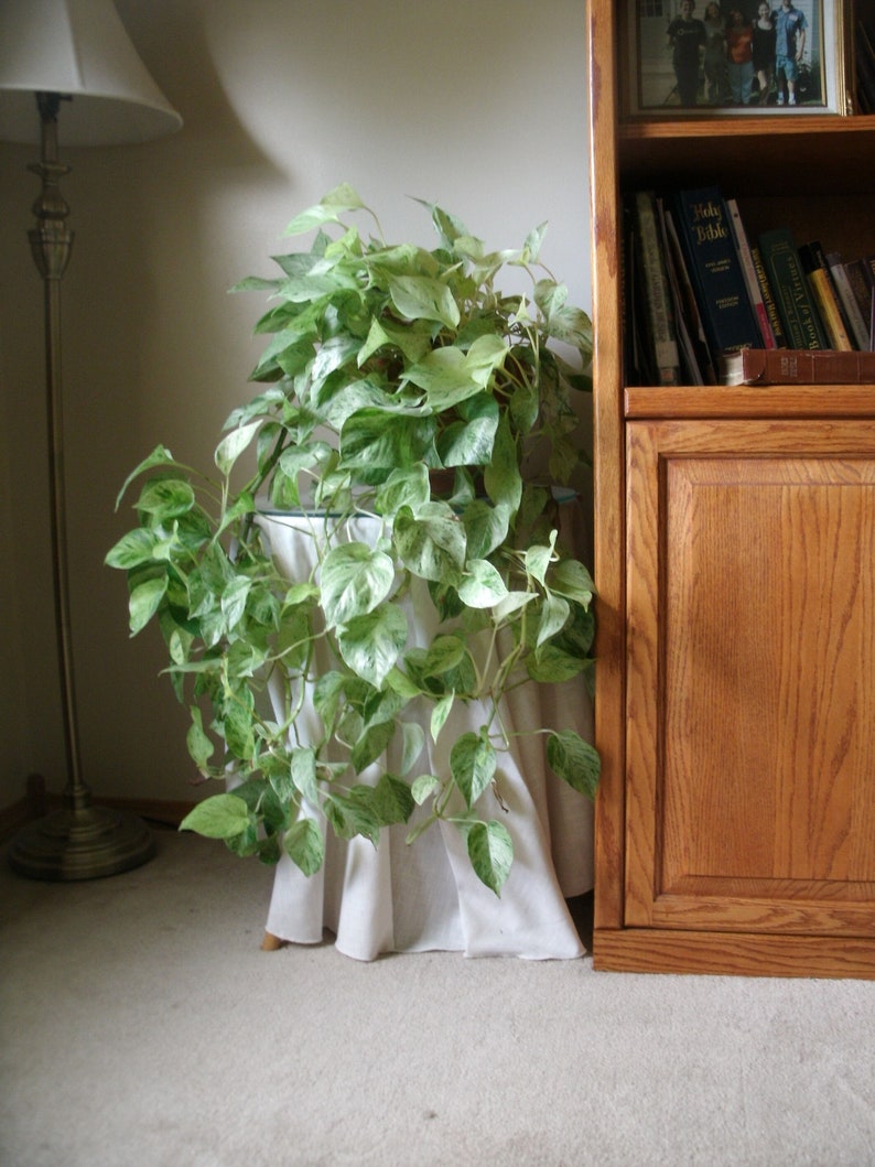 Snow queen RARE pothos Tropical House plant Etsy