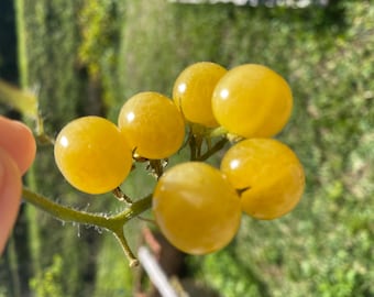 Tomates Everglades amarillos 25 semillas cultivadas orgánicamente en Florida_ Hallazgo raro