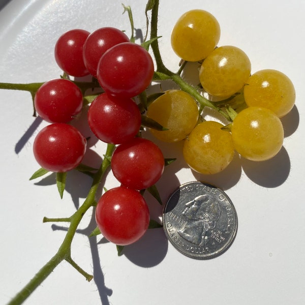 Everglades Tomatoes Yellow and Red 25 seeds organically grown from Florida