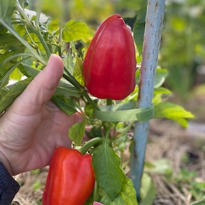 Sweet Heirloom HUNGARIAN Pepper organically grown 20 seeds &quot;Fehérözön&quot;