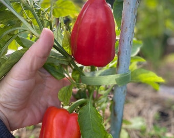 Sweet Heirloom HUNGARIAN Pepper organically grown 20 seeds &quot;Fehérözön&quot;