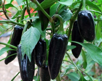 BLACK HUNGARIAN Heirloom chili pepper seeds, mildly hot, organically grown 20 seeds