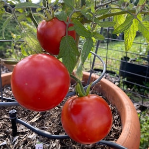 Tomate húngaro KECSKEMETI JUBILEUM 20 semillas, cultivo orgánico, determinado, ideal para patios