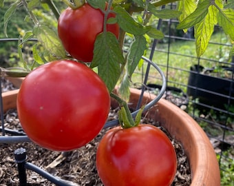 Hungarian Tomato KECSKEMETI JUBILEUM 20 seeds,  organically grown, Determinate great for patios