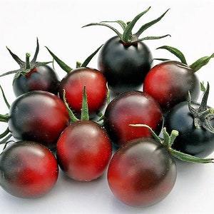 Purple cherry Tomato 20 seeds, DANCING WITH SMURFS organically grown,