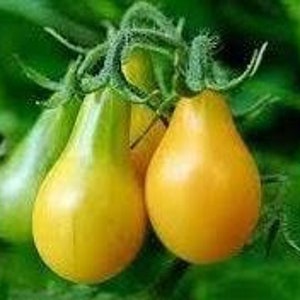 YELLOW PEAR Tomato 20 seeds, organically grown, Heirloom