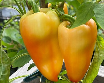 Sweet HUNGARIAN Pepper organically grown 20 Heirloom seeds "Bacskai Feher"