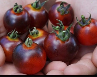 Indigo cherry Tomato seeds, DANCING WITH SMURFS organically grown, 20+ seeds