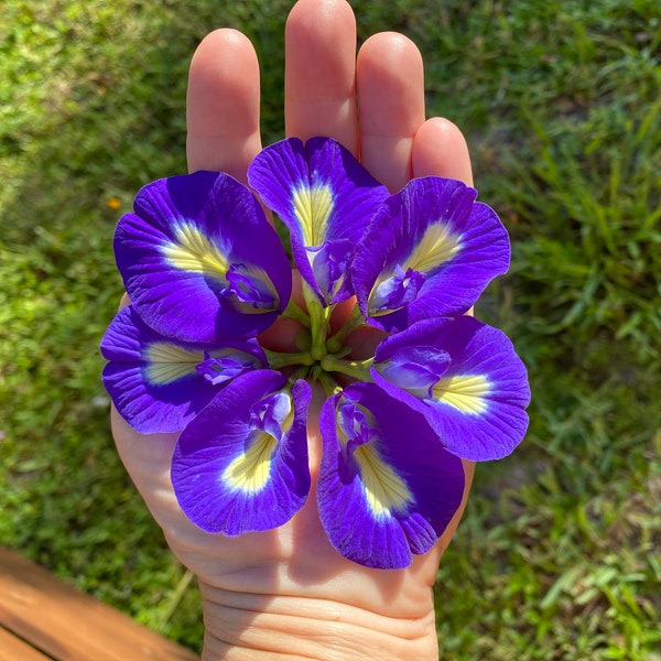 Blue Butterfly Pea Flower Seeds Organic 15 seeds