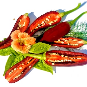 BROWN JALAPENO hot pepper, Heirloom, organically grown 20 seeds