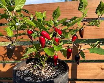 BLACK HUNGARIAN Heirloom chili pepper seeds, mildly hot, organically grown 30 seeds, rare variety, delicious and ornamental
