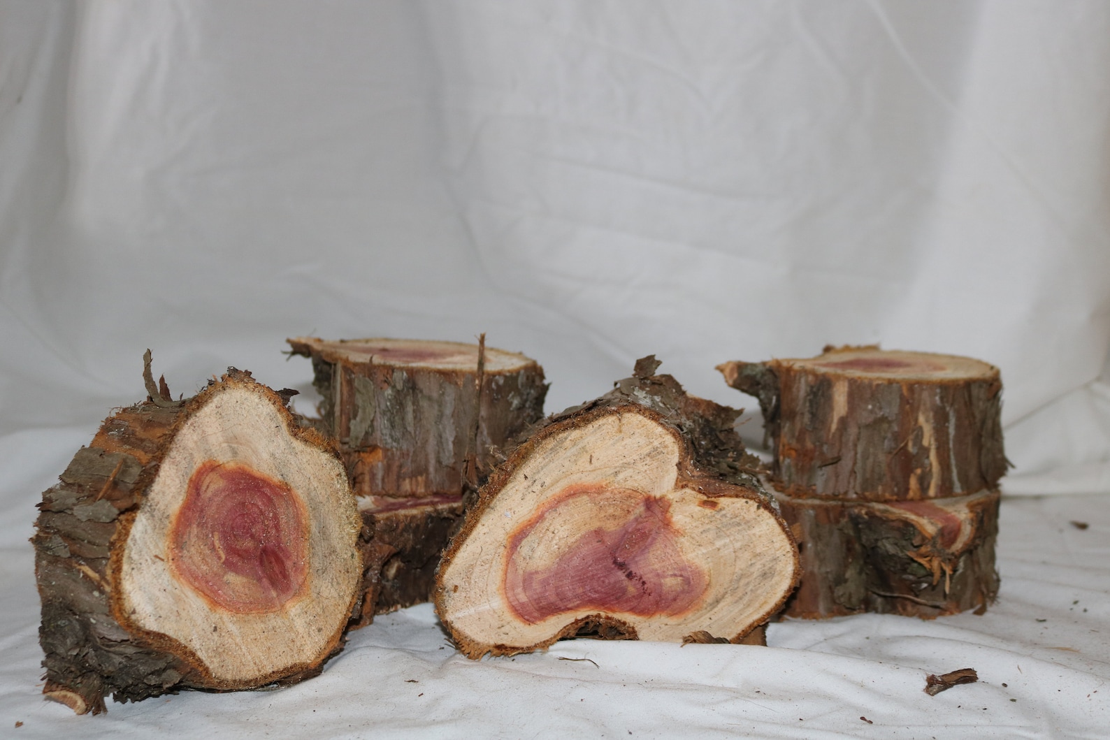 Eastern Red Cedar (six) Sliced 3 - 4 Inch Diameter, 2 Inches Thick. - Etsy