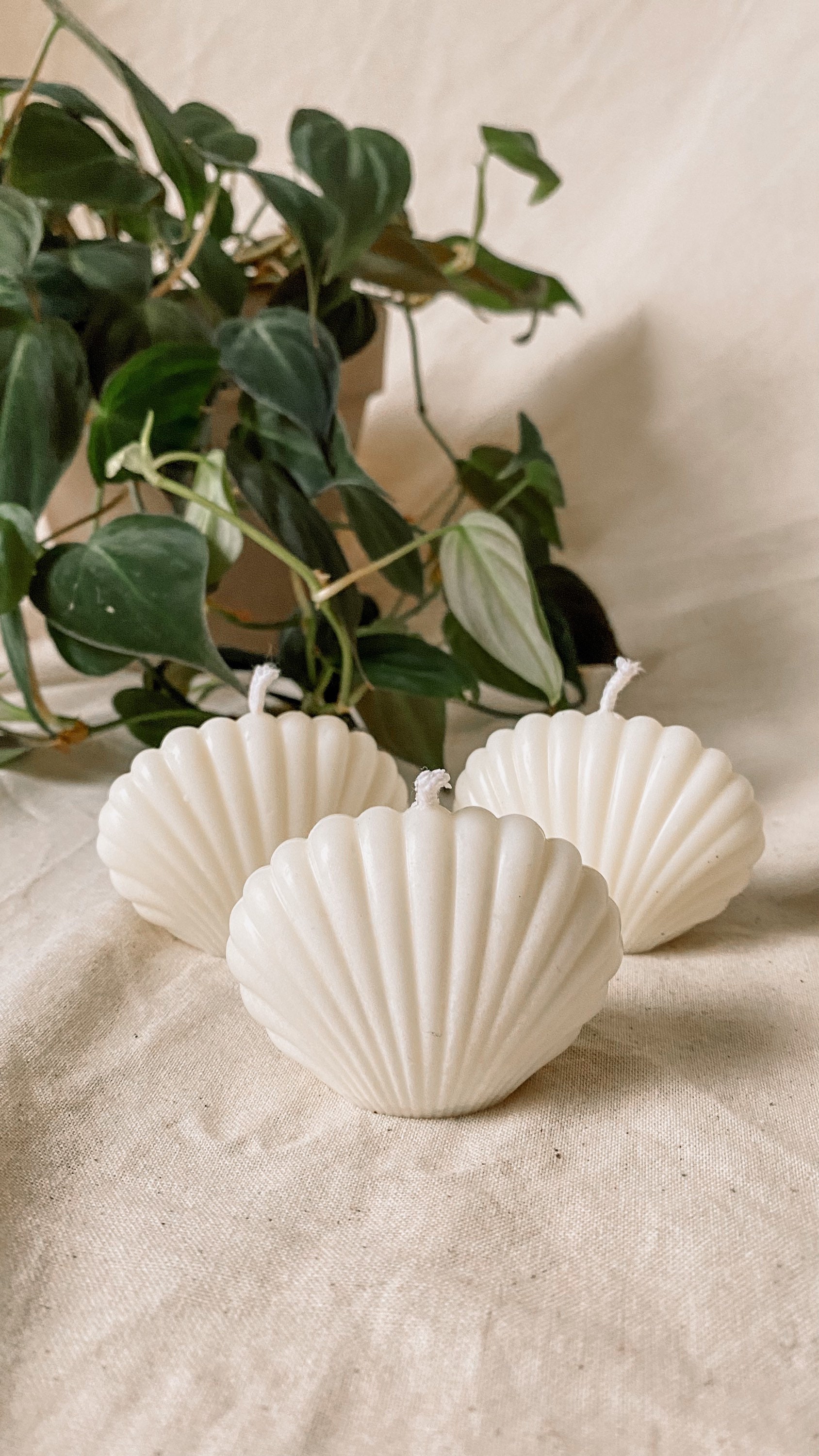 Vegan Shell Chandelle/Bougie Conchylicole en Cire de Colza
