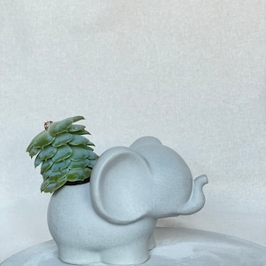 Adorable Elephant Planter Pot | House Warming Gift | Planters