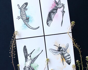 Art Cards: Pollinators | 4 original illustrations