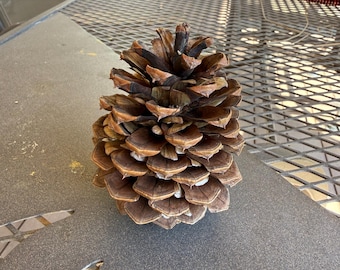 42 Ponderosa Pinecones