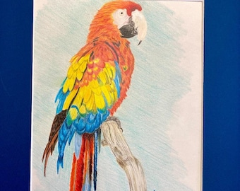 Pencil drawing macaw - Etsy España