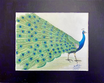 A beautiful colored pencil drawing of a peacock