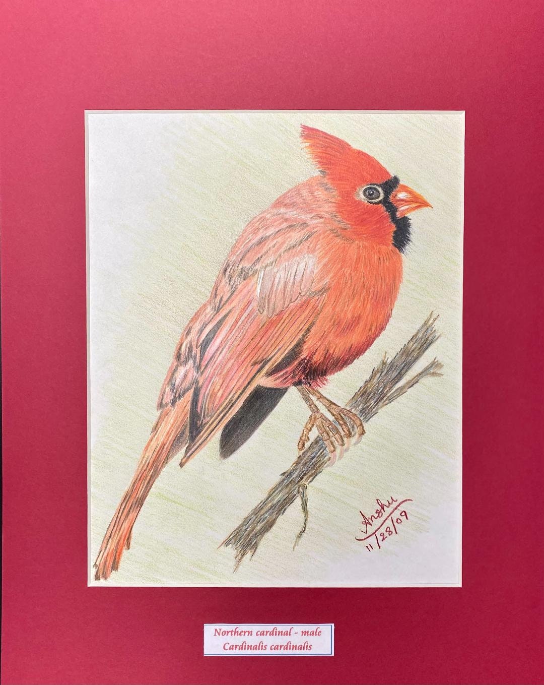 A beautiful colored pencil drawing of a male Cardinal