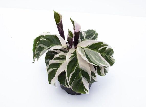 4&quot; White Fusion Calathea