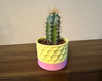 Small Succulent Plant Planter Pot Hexagonal Multicolor Design