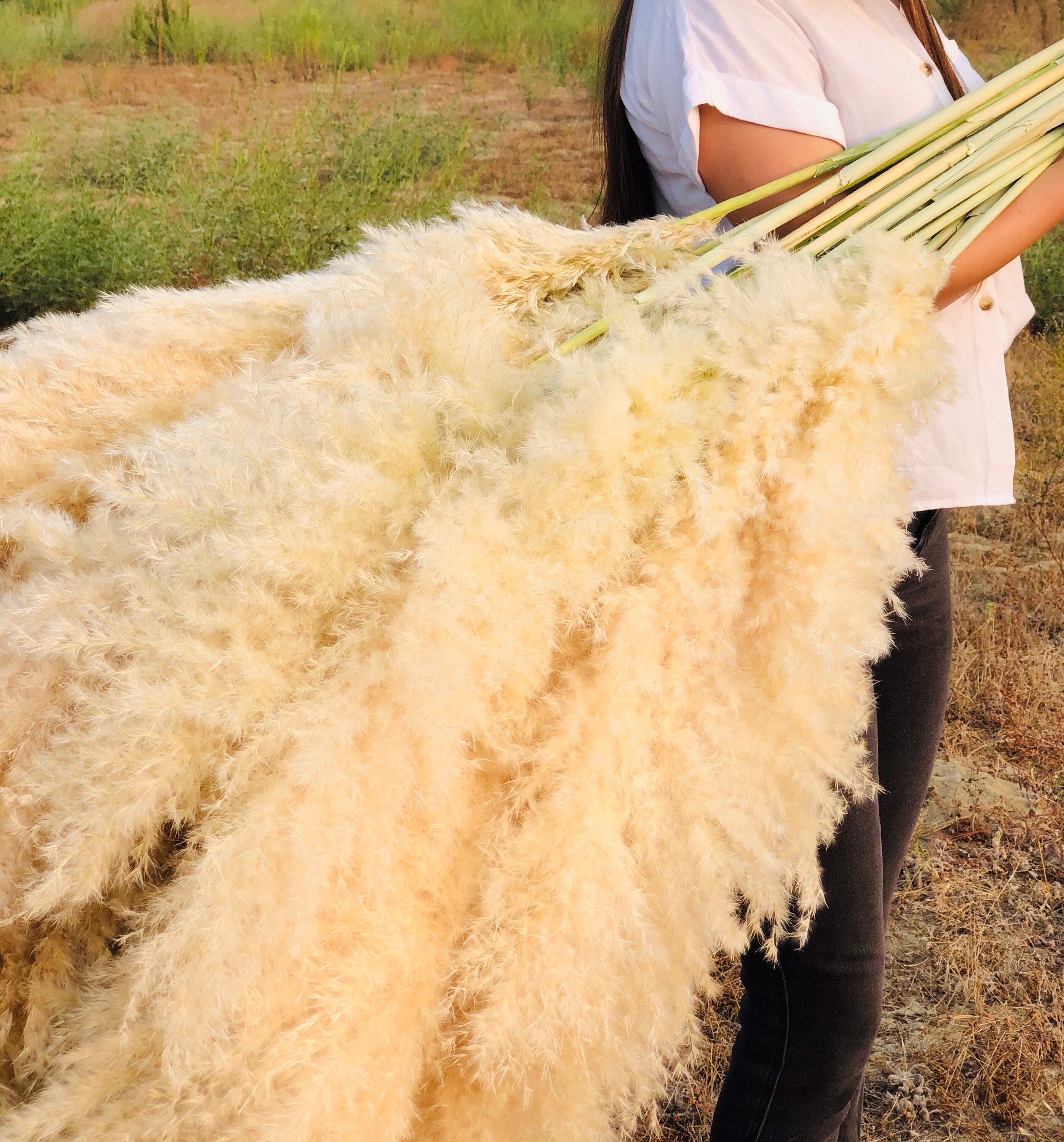 Qty (5) Large 4ft Pampas Grass 4Ft Huge Fluffy Type A, Natural Dried …