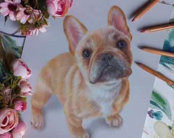 French bulldog original portrait drawing pastel pencil animal art