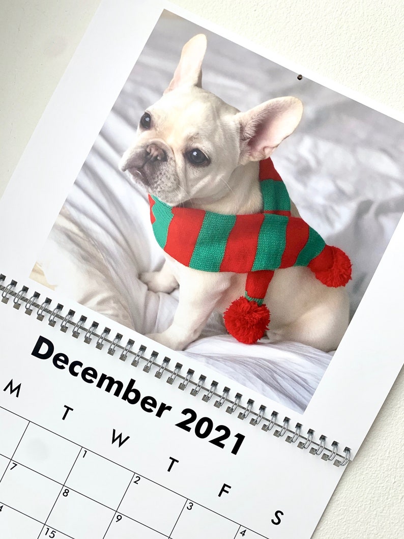 2021 French Bulldog Calendar Frenchie Wall Calendar Riley | Etsy