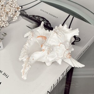 May include: A white seashell with a pink interior, resting on a white book with the title "The White" and the author "Chrissie Rucker" printed on the cover.